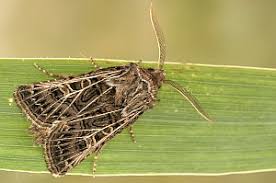 Attēlu rezultāti vaicājumam “Tholera decimalis”