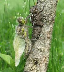 Attēlu rezultāti vaicājumam “Libellula quadrimaculata exuvia”