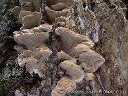 Attēlu rezultāti vaicājumam “Bjerkandera fumosa”