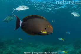 Image result for Acanthurus xanthopterus