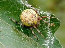 Attēlu rezultāti vaicājumam “Araneus marmoreus”