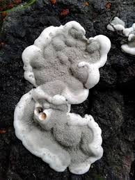 Attēlu rezultāti vaicājumam “Kretzschmaria deusta”