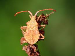 Attēlu rezultāti vaicājumam “Coreus marginatus nymph”