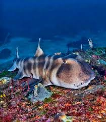 Image result for Somniosus pacificus