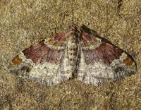 Attēlu rezultāti vaicājumam “Xanthorhoe spadicearia”