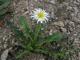 Attēlu rezultāti vaicājumam “Taraxacum suecicum”