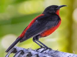 Attēlu rezultāti vaicājumam “Myurella julacea”