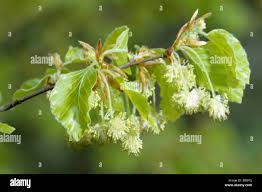 Attēlu rezultāti vaicājumam “Fagus sylvatica flower”