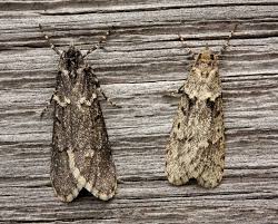 Attēlu rezultāti vaicājumam “Diurnea fagella”