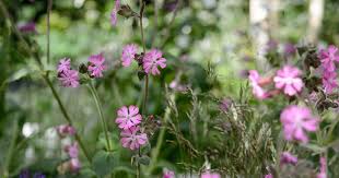 Attēlu rezultāti vaicājumam “Silene dioica flower”