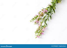 Image result for Ysop