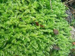 Attēlu rezultāti vaicājumam “Sciuro-hypnum”