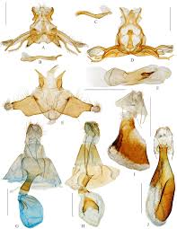 Attēlu rezultāti vaicājumam “Rhodostrophia vibicaria”