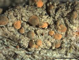 Attēlu rezultāti vaicājumam “Cliostomum corrugatum”