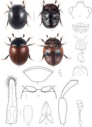 Attēlu rezultāti vaicājumam “Nitidulidae”