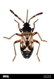 Attēlu rezultāti vaicājumam “Scolopostethus thomsoni”