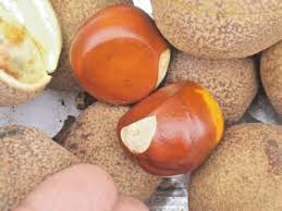 Attēlu rezultāti vaicājumam “Aesculus flava fruit”