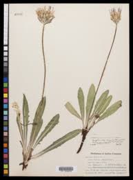 Image result for Agoseris major