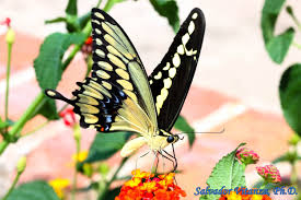 Attēlu rezultāti vaicājumam “Papilionidae”