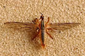 Attēlu rezultāti vaicājumam “Empididae”