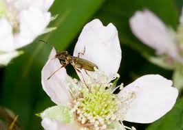 Attēlu rezultāti vaicājumam “Chrysanthia geniculata”