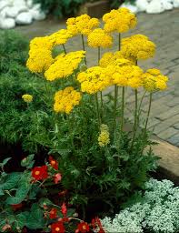 Image result for Achillea filipendulina
