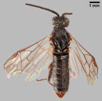 Attēlu rezultāti vaicājumam “Euura acutifoliae”