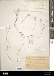 Attēlu rezultāti vaicājumam “Craterium minutum young”