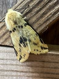 Attēlu rezultāti vaicājumam “Spilosoma lutea imago”