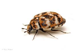 Attēlu rezultāti vaicājumam “Anthrenus sp.”