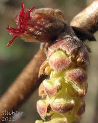 Attēlu rezultāti vaicājumam “Corylus avellana female flower”
