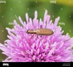 Attēlu rezultāti vaicājumam “Chrysanthia geniculata”