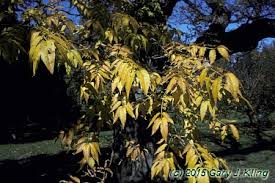 Attēlu rezultāti vaicājumam “Phellodendron amurense”