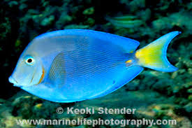 Image result for Acanthurus coeruleus