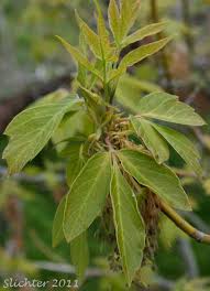 Attēlu rezultāti vaicājumam “Acer negundo leaf”