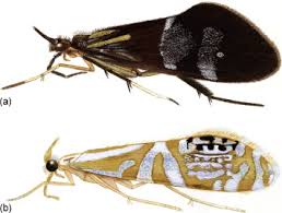 Attēlu rezultāti vaicājumam “Trichoptera”