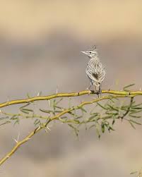 Attēlu rezultāti vaicājumam “Galerida cristata”