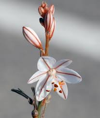 Image result for Asphodelus fistulosus