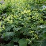 Image result for Alchemilla mollis