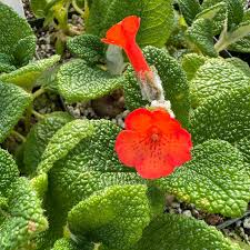 Image result for Sinningia