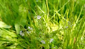 Attēlu rezultāti vaicājumam “Veronica anagallis-aquatica leaf”