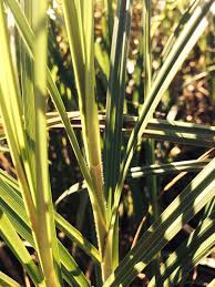 Attēlu rezultāti vaicājumam “Carex arenaria  leaf”