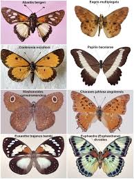 Image result for Papilionoidea
