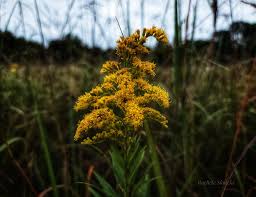 Attēlu rezultāti vaicājumam “Solidago canadensis flower”