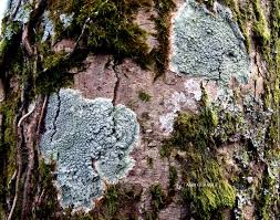 Attēlu rezultāti vaicājumam “Pertusaria pertusa”