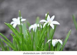 Attēlu rezultāti vaicājumam “Stellaria holostea”