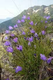 Image result for Campanula moesiaca