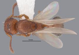 Attēlu rezultāti vaicājumam “Bilimbia tetramera”