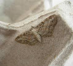 Attēlu rezultāti vaicājumam “Eupithecia subumbrata larva”