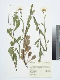 Attēlu rezultāti vaicājumam “Leucanthemum vulgare”